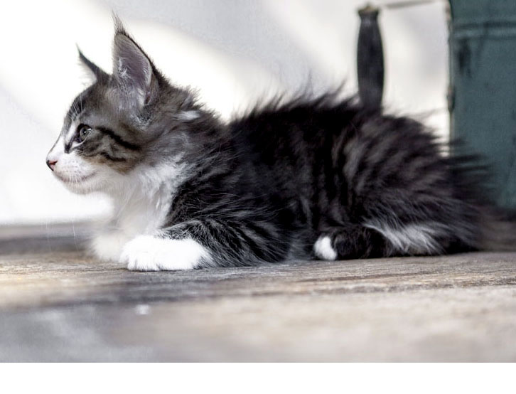 Wildfee's Norwegische Waldkatzen Wildfee's Zazazu - 8 Wochen alt