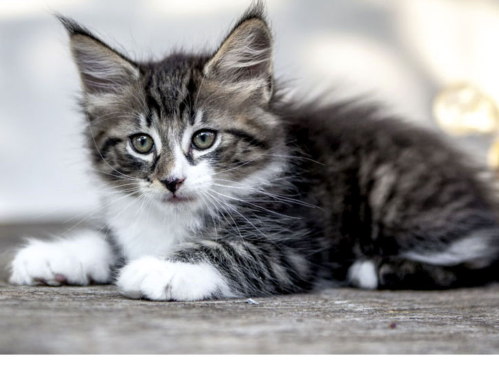 Wildfee's Norwegische Waldkatzen Wildfee's Zazazu - 8 Wochen alt