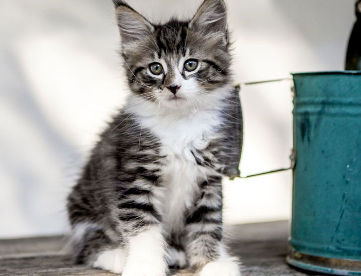 Wildfee's Norwegische Waldkatzen Wildfee's Zazazu - 8 Wochen alt