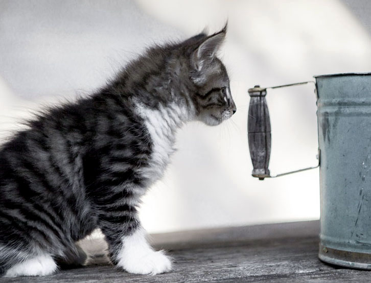 Wildfee's Norwegische Waldkatzen Wildfee's Zazazu - 8 Wochen alt