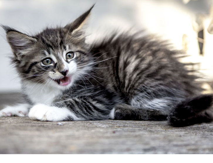 Wildfee's Norwegische Waldkatzen Wildfee's Zazazu - 8 Wochen alt