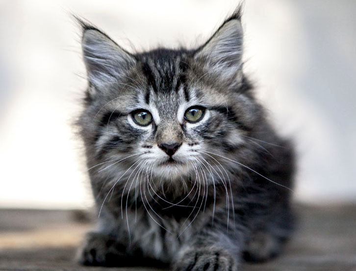 Wildfee's Norwegische Waldkatzen Wildfee's Zessin - 8 Wochen alt