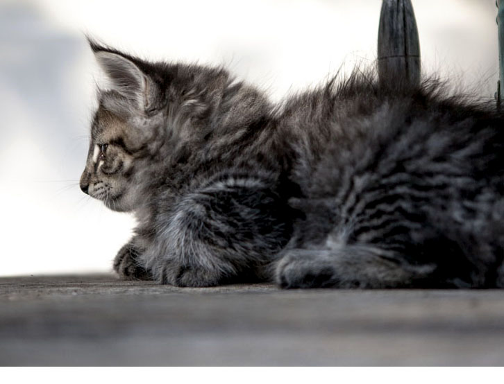 Wildfee's Norwegische Waldkatzen Wildfee's Zessin - 8 Wochen alt