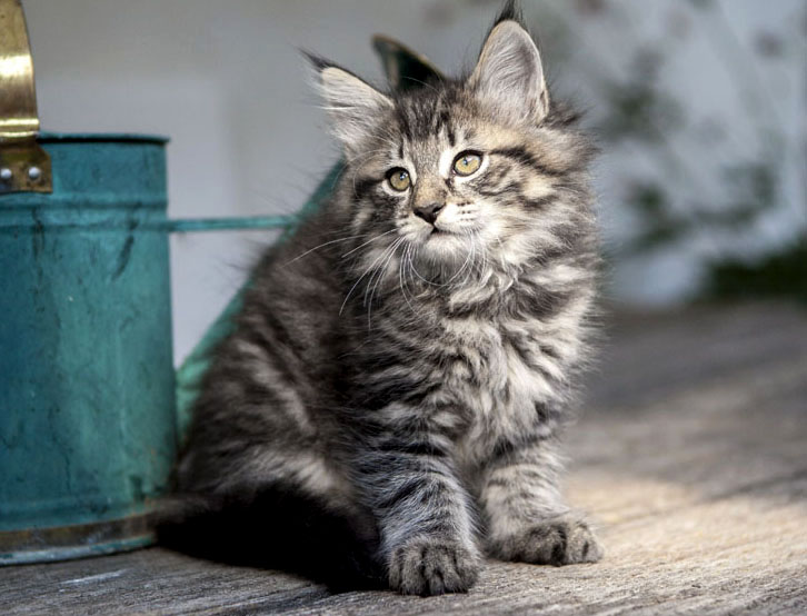 Wildfee's Norwegische Waldkatzen Wildfee's Zessin - 8 Wochen alt