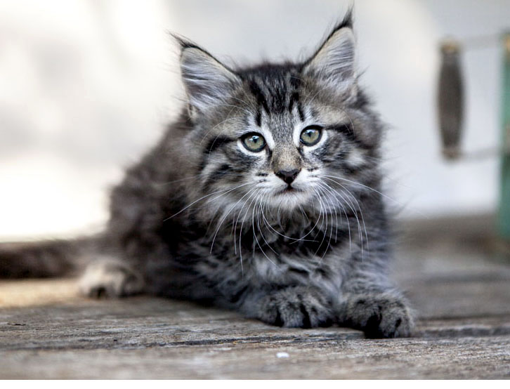 Wildfee's Norwegische Waldkatzen Wildfee's Zessin - 8 Wochen alt