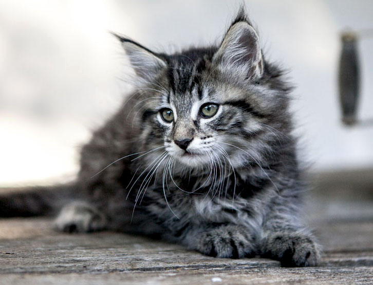 Wildfee's Norwegische Waldkatzen Wildfee's Zessin - 8 Wochen alt