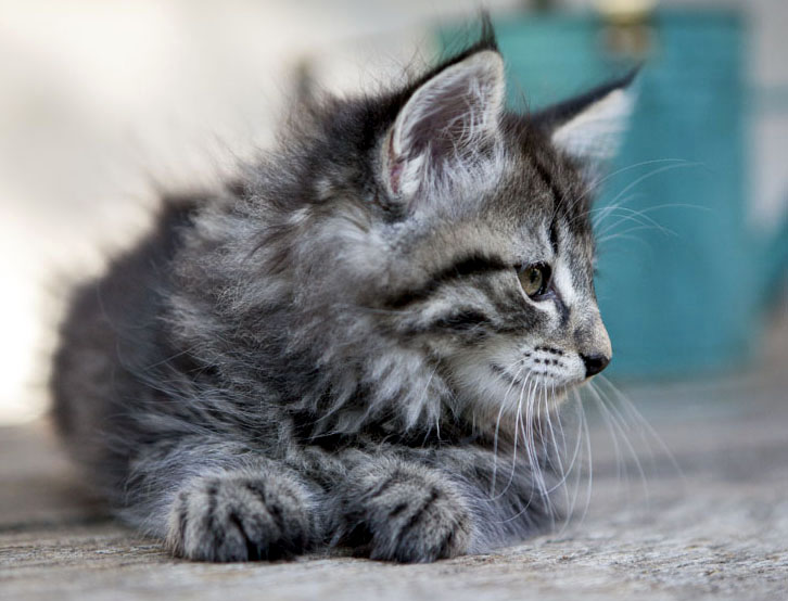 Wildfee's Norwegische Waldkatzen Wildfee's Zessin - 8 Wochen alt