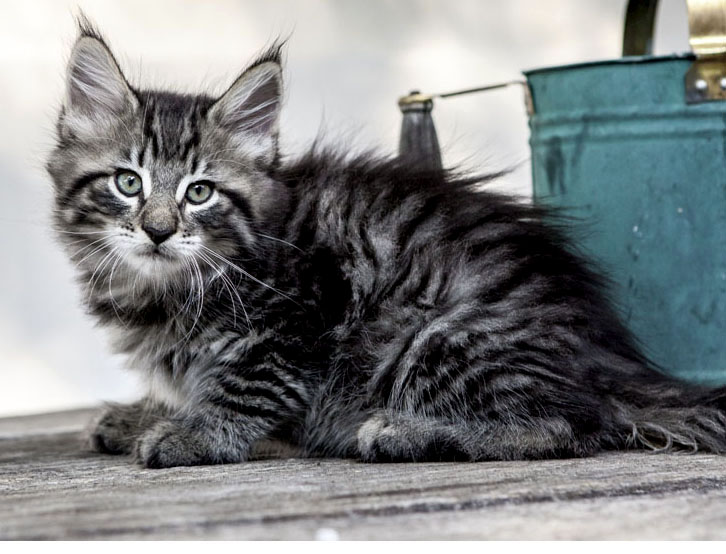 Wildfee's Norwegische Waldkatzen Wildfee's Zizou - 8 Wochen alt