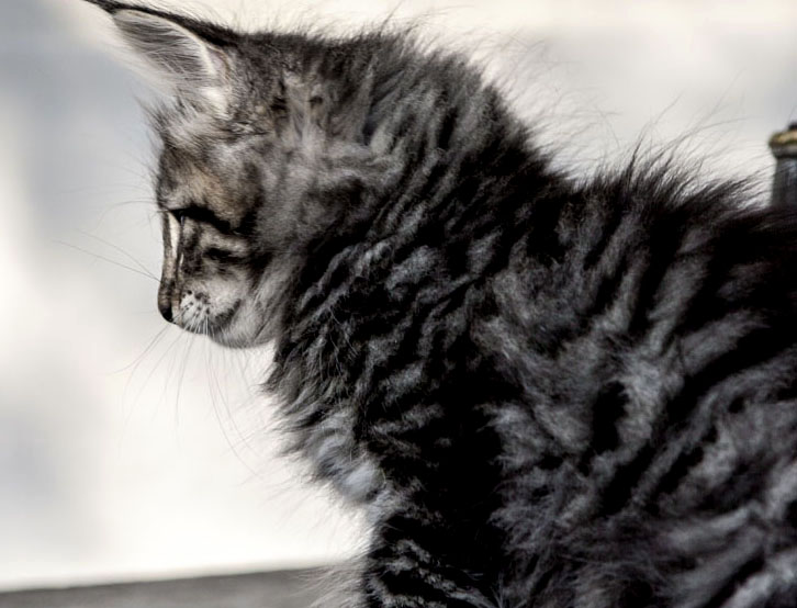 Wildfee's Norwegische Waldkatzen Wildfee's Zizou - 8 Wochen alt