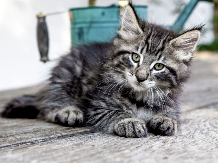 Wildfee's Norwegische Waldkatzen Wildfee's Zizou - 8 Wochen alt