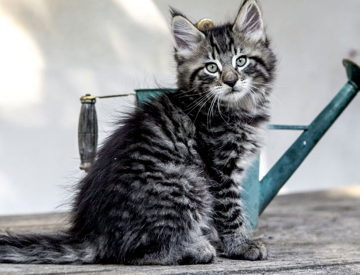 Wildfee's Norwegische Waldkatzen Wildfee's Zizou - 8 Wochen alt