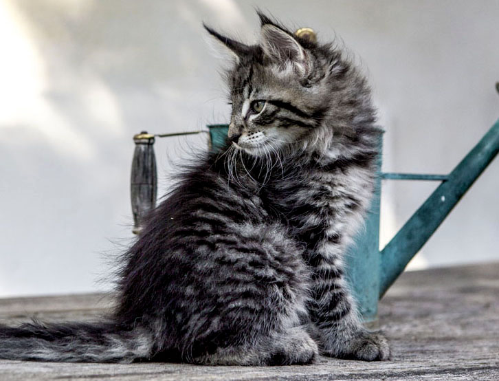 Wildfee's Norwegische Waldkatzen Wildfee's Zizou - 8 Wochen alt