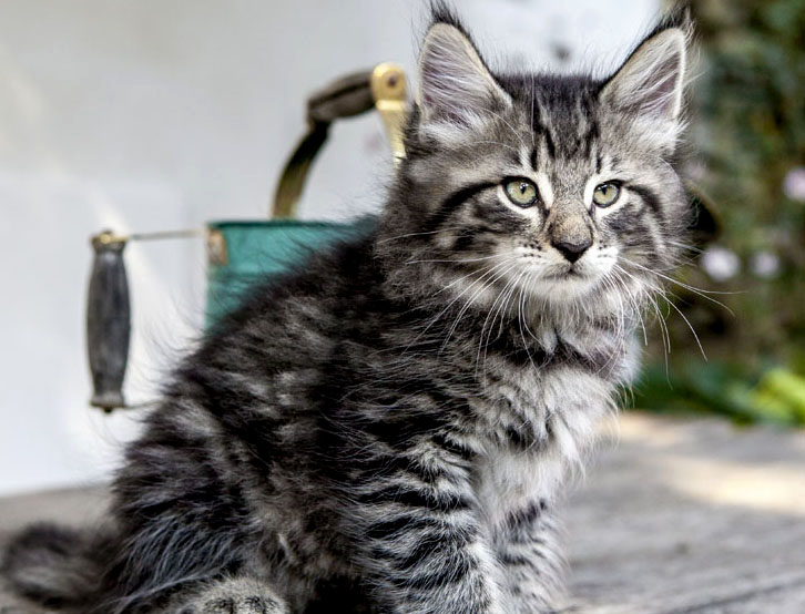 Wildfee's Norwegische Waldkatzen Wildfee's Zizou - 8 Wochen alt