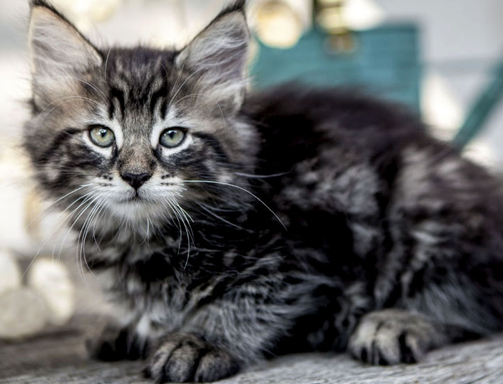 Wildfee's Norwegische Waldkatzen Wildfee's Zodor - 8 Wochen alt