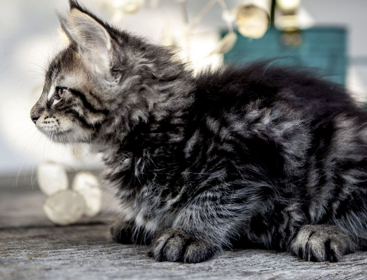 Wildfee's Norwegische Waldkatzen Wildfee's Zodor - 8 Wochen alt