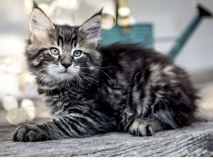 Wildfee's Norwegische Waldkatzen Wildfee's Zodor - 8 Wochen alt