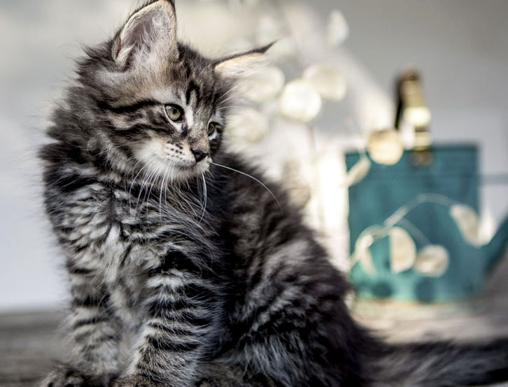 Wildfee's Norwegische Waldkatzen Wildfee's Zodor - 8 Wochen alt