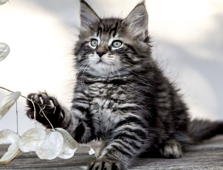 Wildfee's Norwegische Waldkatzen Wildfee's Zodor - 8 Wochen alt