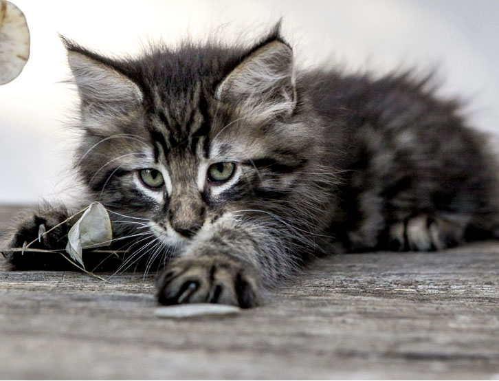 Wildfee's Norwegische Waldkatzen Wildfee's Zodor - 8 Wochen alt