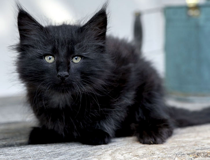 Wildfee's Norwegische Waldkatzen Wildfee's Zoe - 8 Wochen alt