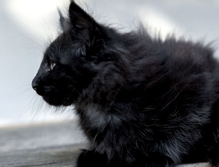 Wildfee's Norwegische Waldkatzen Wildfee's Zoe - 8 Wochen alt