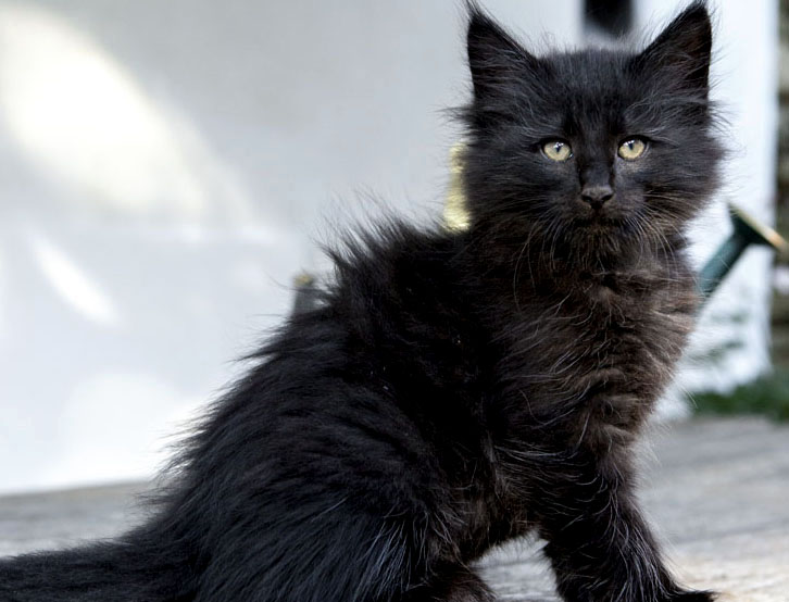 Wildfee's Norwegische Waldkatzen Wildfee's Zoe - 8 Wochen alt