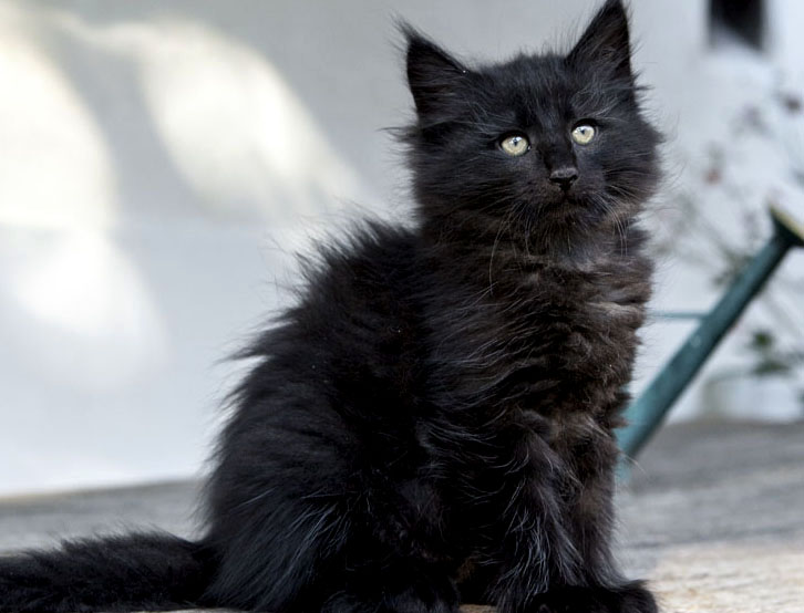 Wildfee's Norwegische Waldkatzen Wildfee's Zoe - 8 Wochen alt