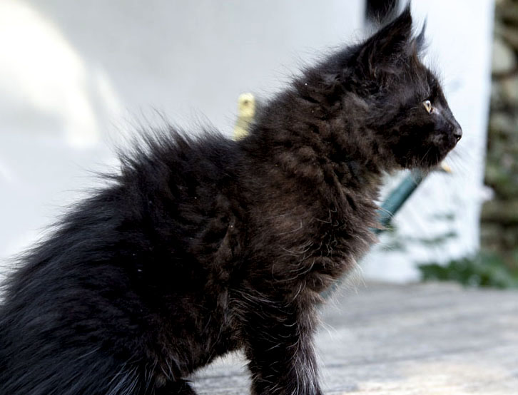 Wildfee's Norwegische Waldkatzen Wildfee's Zoe - 8 Wochen alt