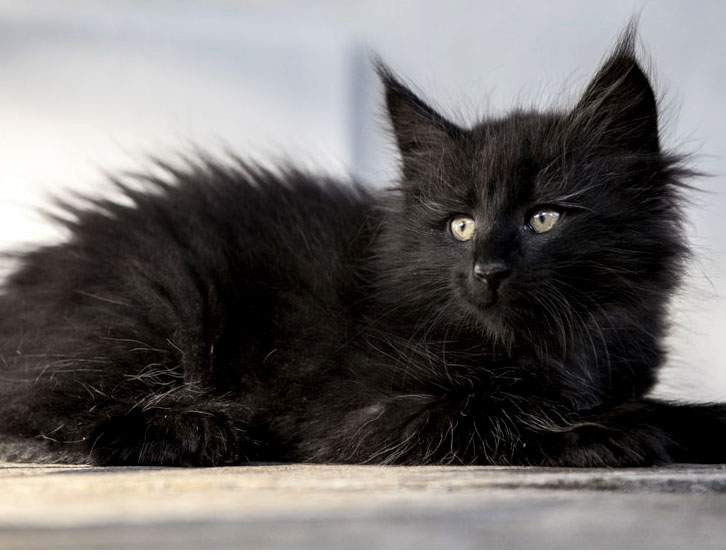 Wildfee's Norwegische Waldkatzen Wildfee's Zoe - 8 Wochen alt