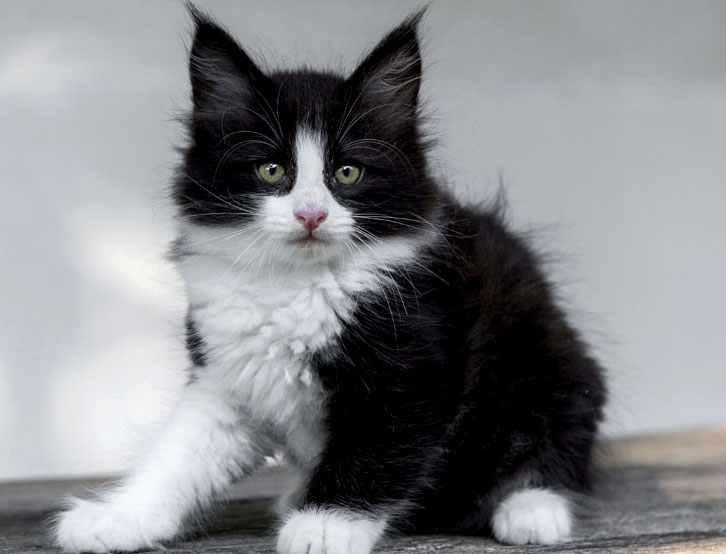 Wildfee's Norwegische Waldkatzen Wildfee's ZsaZsa - 8 Wochen alt