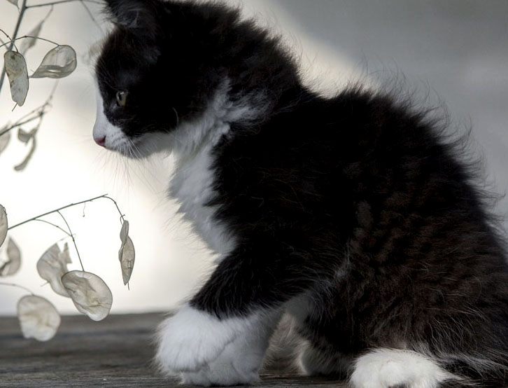 Wildfee's Norwegische Waldkatzen Wildfee's ZsaZsa - 8 Wochen alt