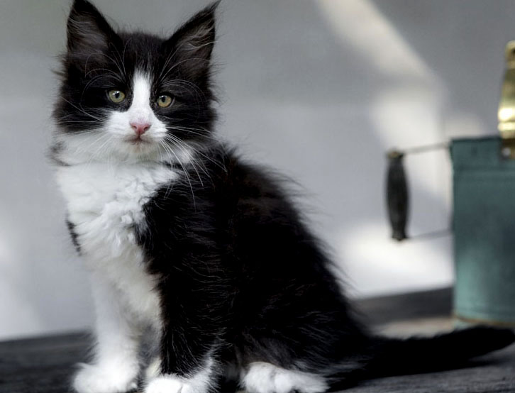 Wildfee's Norwegische Waldkatzen Wildfee's ZsaZsa - 8 Wochen alt