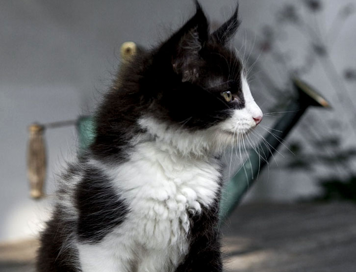 Wildfee's Norwegische Waldkatzen Wildfee's ZsaZsa - 8 Wochen alt