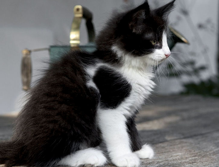 Wildfee's Norwegische Waldkatzen Wildfee's ZsaZsa - 8 Wochen alt