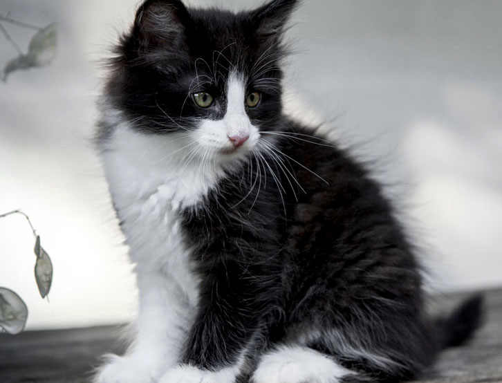 Wildfee's Norwegische Waldkatzen Wildfee's ZsaZsa - 8 Wochen alt